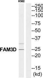 FAM3D Antibody in Western Blot (WB)