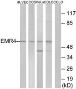 EMR4 Antibody in Western Blot (WB)