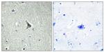 GPR137C Antibody in Immunohistochemistry (Paraffin) (IHC (P))