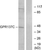 GPR137C Antibody in Western Blot (WB)