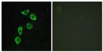 GPR123 Antibody in Immunocytochemistry (ICC/IF)