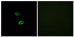 GPR157 Antibody in Immunocytochemistry (ICC/IF)