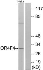 OR4F4 Antibody in Western Blot (WB)