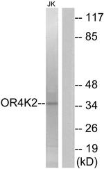 OR4K2 Antibody in Western Blot (WB)