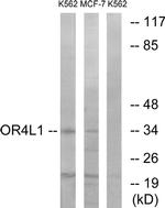 OR4L1 Antibody in Western Blot (WB)