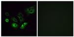OR4Q3 Antibody in Immunocytochemistry (ICC/IF)