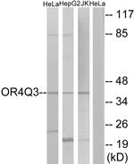 OR4Q3 Antibody in Western Blot (WB)