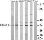 OR4X1 Antibody in Western Blot (WB)