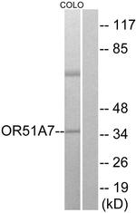OR51A7 Antibody in Western Blot (WB)