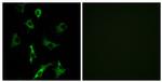 OR5B3 Antibody in Immunocytochemistry (ICC/IF)