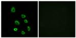 OR5K1 Antibody in Immunocytochemistry (ICC/IF)