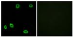 OR5L1/OR5L2 Antibody in Immunocytochemistry (ICC/IF)