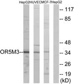 OR5M3 Antibody in Western Blot (WB)