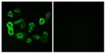 OR5P2 Antibody in Immunocytochemistry (ICC/IF)