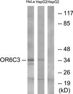 OR6C3 Antibody in Western Blot (WB)