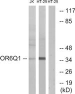 OR6Q1 Antibody in Western Blot (WB)