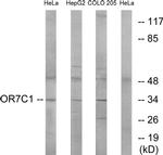 OR7C1 Antibody in Western Blot (WB)
