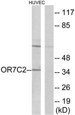 OR7C2 Antibody in Western Blot (WB)