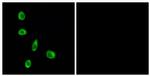 OR8J1 Antibody in Immunocytochemistry (ICC/IF)