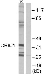 OR8J1 Antibody in Western Blot (WB)