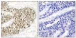 Phospho-Cdc25C (Ser216) Antibody in Immunohistochemistry (Paraffin) (IHC (P))