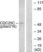 Phospho-Cdc25C (Ser216) Antibody in Western Blot (WB)