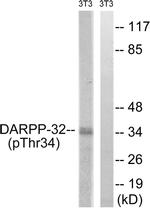Phospho-DARPP-32 (Thr34) Antibody in Western Blot (WB)