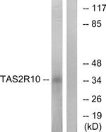 TAS2R10 Antibody in Western Blot (WB)