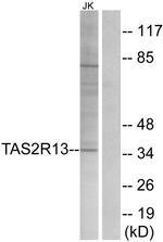 TAS2R13 Antibody in Western Blot (WB)