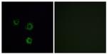 TAS2R14 Antibody in Immunocytochemistry (ICC/IF)