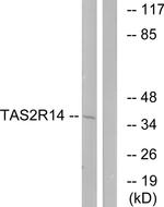 TAS2R14 Antibody in Western Blot (WB)