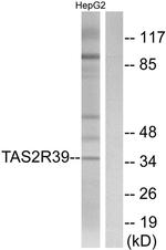 TAS2R39 Antibody in Western Blot (WB)