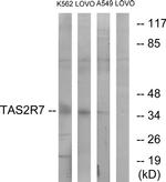 TAS2R7 Antibody in Western Blot (WB)