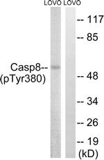 Phospho-Caspase 8 (Tyr380) Antibody in Western Blot (WB)
