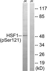 Phospho-HSF1 (Ser121) Antibody in Western Blot (WB)