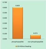 Phospho-AKT Pan (Tyr315, Tyr316, Tyr312) Antibody