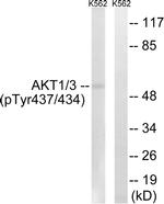 Phospho-AKT1/AKT3 (Tyr437, Tyr434) Antibody in Western Blot (WB)