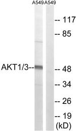 AKT1/AKT3 Antibody in Western Blot (WB)