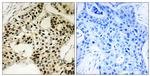 Phospho-LKB1 (Ser334) Antibody in Immunohistochemistry (Paraffin) (IHC (P))