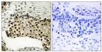Phospho-MSK1 (Ser212) Antibody in Immunohistochemistry (Paraffin) (IHC (P))