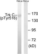 Phospho-TrkC (Tyr516) Antibody in Western Blot (WB)