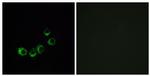 OR10A5 Antibody in Immunocytochemistry (ICC/IF)