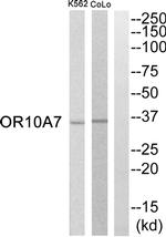 OR10A7 Antibody in Western Blot (WB)