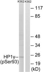 Phospho-HP1 gamma (Ser93) Antibody in Western Blot (WB)