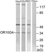OR10G4 Antibody in Western Blot (WB)