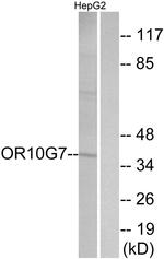 OR10G7 Antibody in Western Blot (WB)