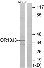 OR10J3 Antibody in Western Blot (WB)