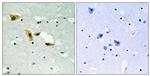 APLF Antibody in Immunohistochemistry (Paraffin) (IHC (P))