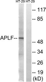 APLF Antibody in Western Blot (WB)