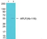 APLF Antibody in Western Blot (WB)